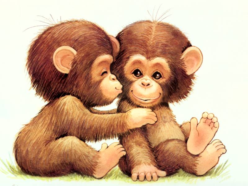 chimpanzee